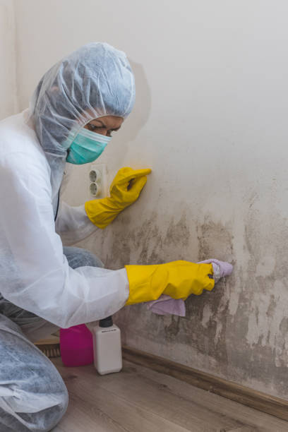 Best Mold-Related Health Consultation  in Tuscarawas, OH
