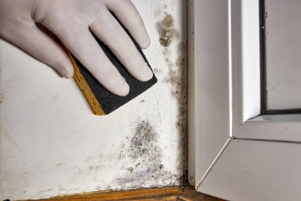 Best Water Damage & Mold Remediation  in Tuscarawas, OH